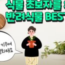 반려식물키우기 이미지