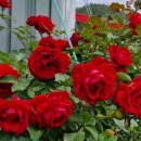 나무민박 이미지