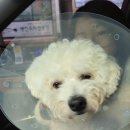 웰동물메디컬센터 이미지