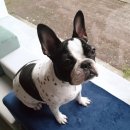 제이앤제이애견 이미지