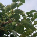 고모농장 이미지