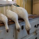 황금알부동산중개 이미지