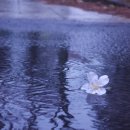 덴앤델리조트 | [제주 봄꽃(유채, 벚꽃, 동백) 구경 가볼만한 곳] 제주의 봄 여행지 및 사진 명소에 놀러가봐요~!! 폭싹...