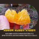제주 천혜향 5kg 제철과일 루트빈 농수산물 후기