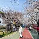 낙동제방 데크 전망대 입구 | 부산 삼락생태공원 벚꽃 명소 낙동제방벚꽃길 개화상황 주차위치 추천