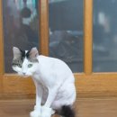 냥이 이발소 이미지