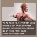 머슬메모리 이미지
