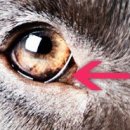 리더스 동물병원 이미지