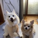 아이도그 | 강아지 진드기 예방 옷 추천 : 도그아이 버그가드 올인원 수트 내돈내산 후기