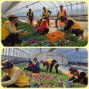 금산군 농업기술센터 화분작업 이미지