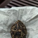 강호보이차 네이버블로그