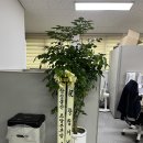 제 33주년 창립기념행사 축하화분(삼성물산) 이미지
