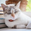 이산동물의료센터 이미지