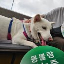 고타야 포레스트 이미지