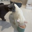 쉬바 | 고양이 간식, 주식 캔 쉬바 후기
