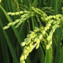 정안농장 이미지