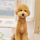 브리앙뜨몽 이미지