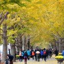 은행나무길 이미지