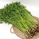 박소현미나리 이미지