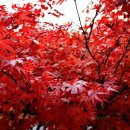 노을이슬 이미지