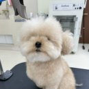 꼬망모르 이미지