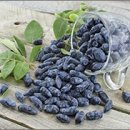 댕댕이네 이미지