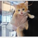 부천강아지분양 고양이분양 24시 데려가개 부천점 이미지