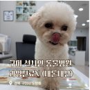송동물병원 | 구미동물병원 과잉진료 없는 선샤인 동물병원 내돈내산 중성화 스케일링 후기
