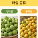 삼배통 | [매실빛 매실청 전통체험 후기]100일 후가 기대되는 매실청 만들기