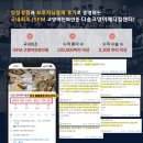 다솜메디 | 고양이 혈뇨, 고양이 방광염 대처 방법, 고양이 신부전, 고양이 SUB 수술