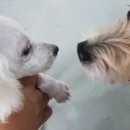 염똥이네 수제간식 이미지