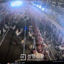 닭세상농장 이미지