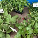 용원농장 이미지