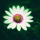 오퍼센트 이미지
