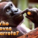 Who Loves Carrots? 이미지