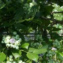 홍가네농장 이미지