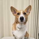 펫 온 - Pet on | 강아지 고양이 냄새제거 애니펫워터 Ani Pet water 일주일 급여 후기