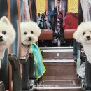 댕댕이버스 이미지