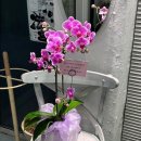 이랑 | 꽃은 여기만 사요｜광주 중흥동 꽃집 이랑 호접란 후기