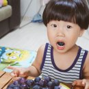 대원관광농원 | 천안 거봉포도 익어가는 대원관광농원