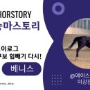 에이스카랜드 이미지