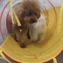 이든반려견 문화센터 이미지