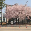 평창종합운동장 | 평창 평창읍 여행 관광*벚꽃 명소