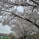 장수천 보행자도로 이미지