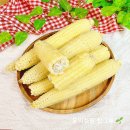조은상사 | 옥수수 삶는법 뉴슈가양 냄비 찰옥수수 삶는 시간 여름 건강간식