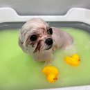 부티뽀샤 이미지