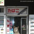 담배가게아가씨 이미지