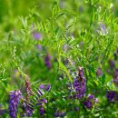 갈퀴나물 Vicia amoena Fisch. ex Ser. 이미지