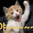 냥이사랑 이미지