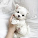 코코독(cocodog) 네이버블로그